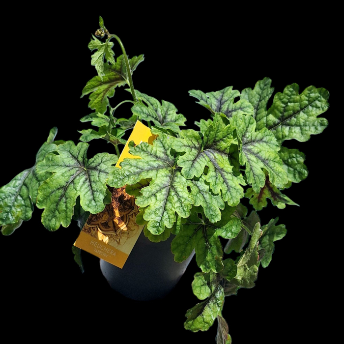 HEUCHERA - verde (P11) [2]