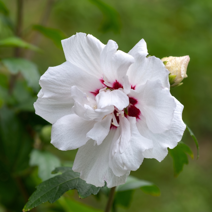 hibiscus-speciosus-arbust-alb-rosu-pepiniera-sibiu [4]
