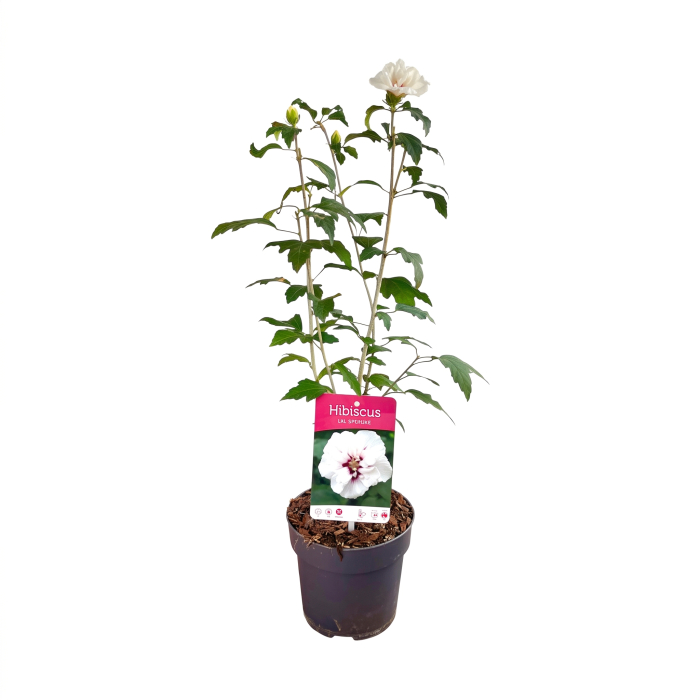 hibiscus-speciosus-arbust-alb-rosu-pepiniera-sibiu [3]