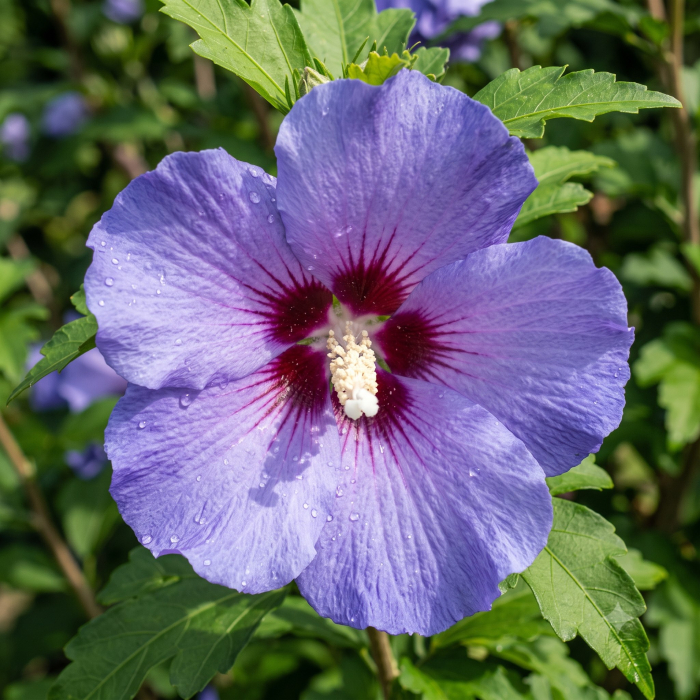 hibiscus-oiseau-bleu-blue-bird-albastru-pepiniera-sibiu [4]