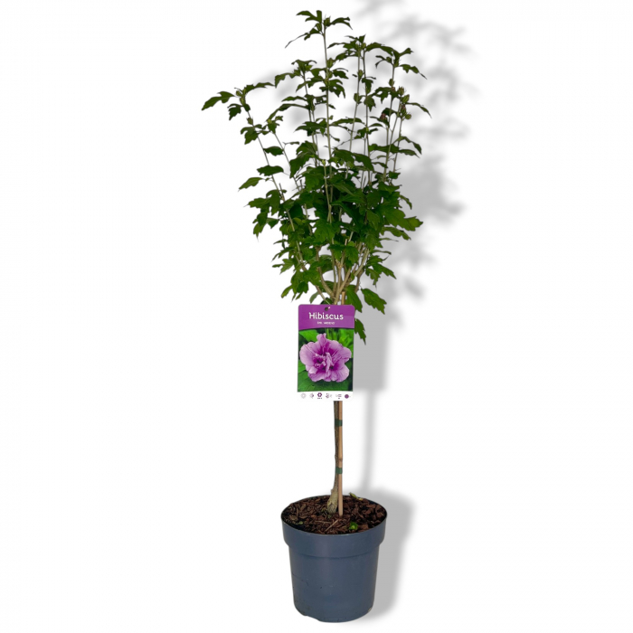 Hibiscus Ardens - Pomisor (100cm) [2]