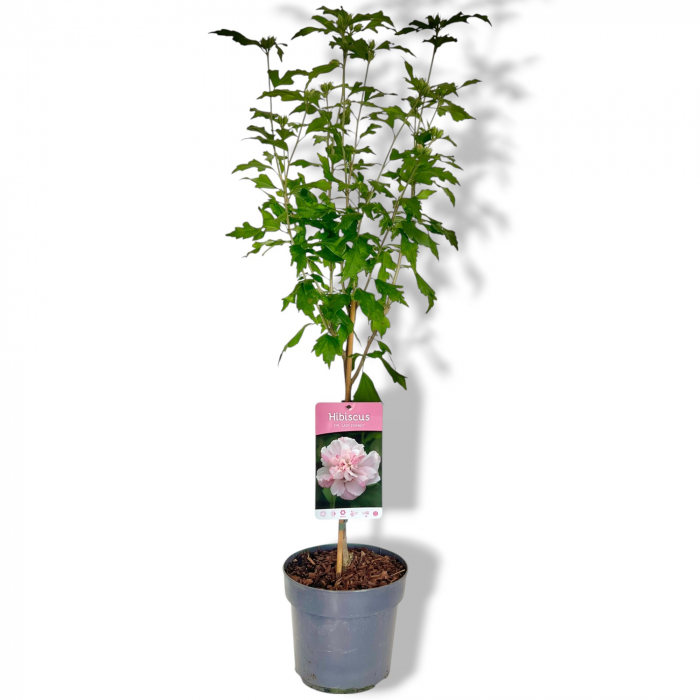 Hibiscus Lady Stanley - Pomisor (110cm) [2]