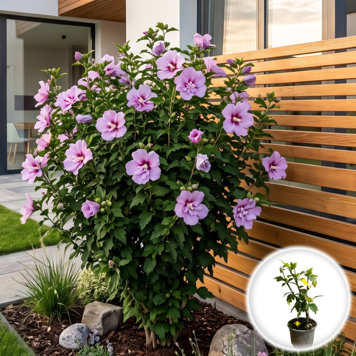hibiscus-syriacus-lavender-chiffon-arbust-ornamental-pepiniera-sibiu [2]