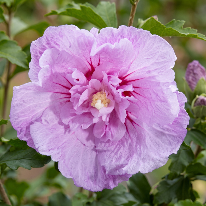 hibiscus-syriacus-lavender-chiffon-arbust-ornamental-pepiniera-sibiu [4]