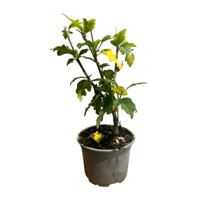 hibiscus-syriacus-magenta-chiffon-arbust-ornamental-pepiniera-sibiu [3]