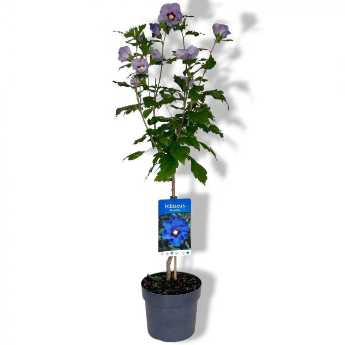 Hibiscus Marina - Pomisor (110cm) [2]