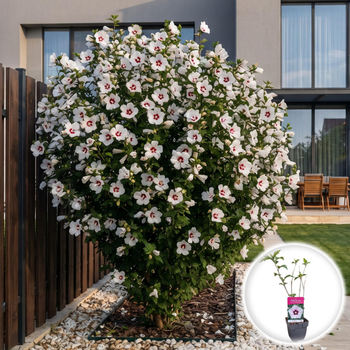 hibiscus-syriacus-red-heart-arbust-flori-albe-centru-rosu-pepiniera-sibiu [2]