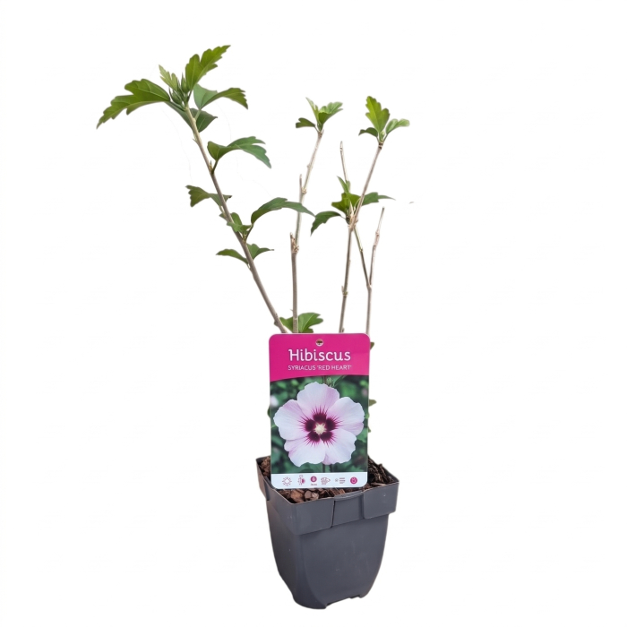 hibiscus-syriacus-red-heart-arbust-flori-albe-centru-rosu-pepiniera-sibiu [3]