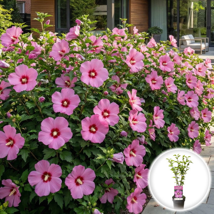 hibiscus-syriacus-woodbridge-roz-arbust-pepiniera-sibiu [2]