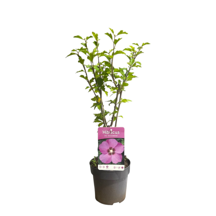 hibiscus-syriacus-woodbridge-roz-arbust-pepiniera-sibiu [3]