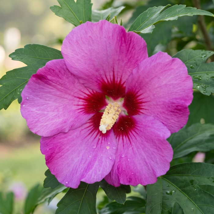 hibiscus-syriacus-woodbridge-roz-arbust-pepiniera-sibiu [4]