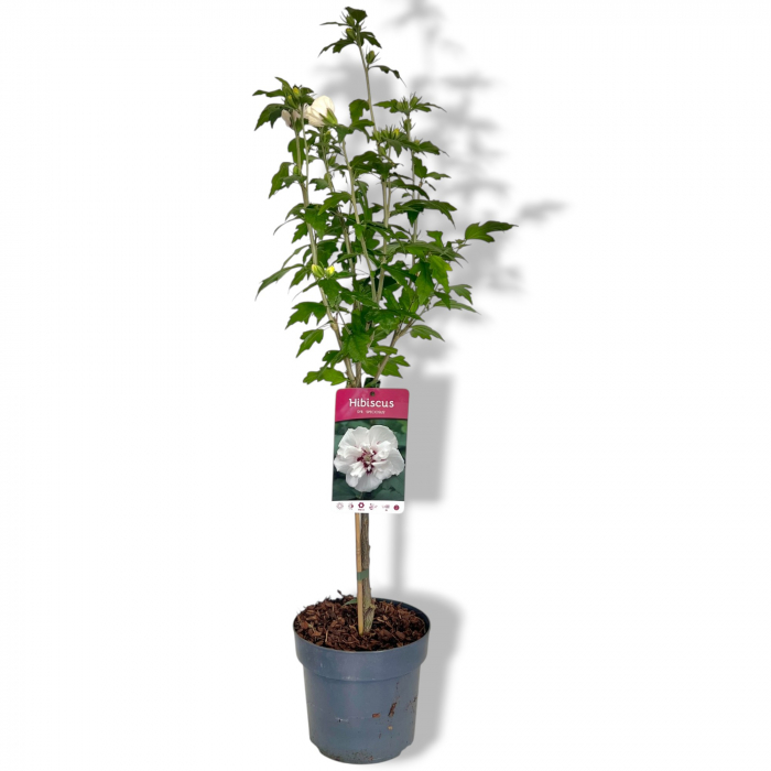 Hibiscus Speciosus - Pomisor (110cm) [2]