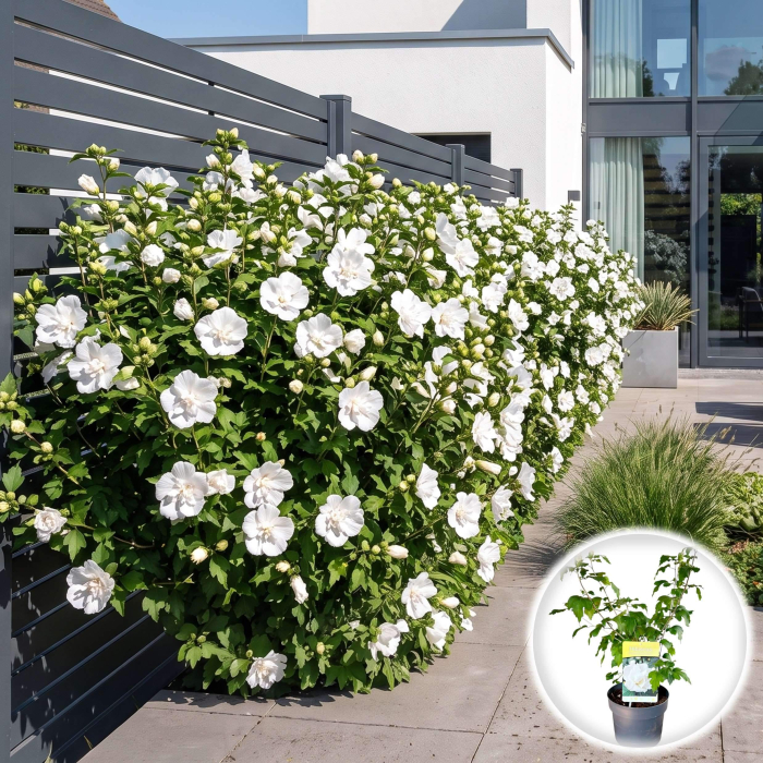 hibiscus-syriacus-admiral-dewey-flori-albe-pepiniera-sibiu [2]