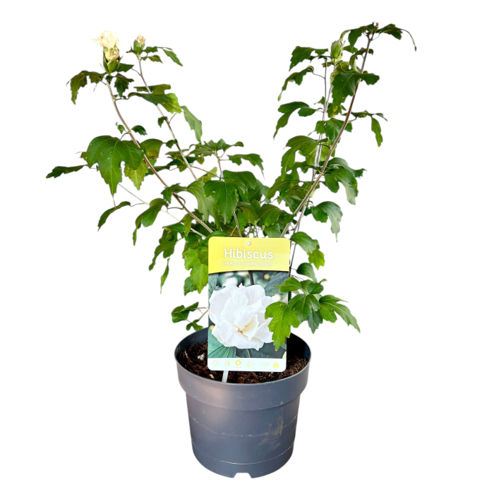 hibiscus-syriacus-admiral-dewey-flori-albe-pepiniera-sibiu [3]