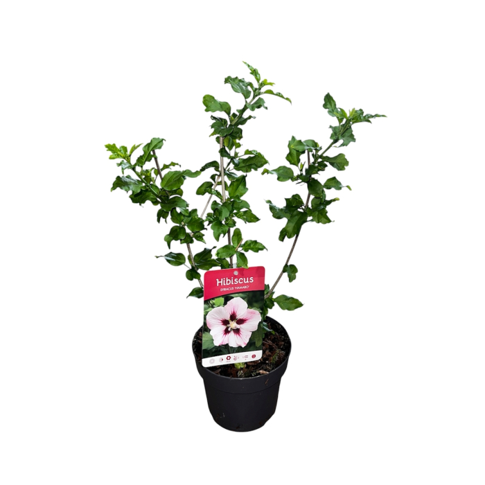 hibiscus-syriacus-hamabo-arbust-flori-roz-pepiniera-sibiu [3]