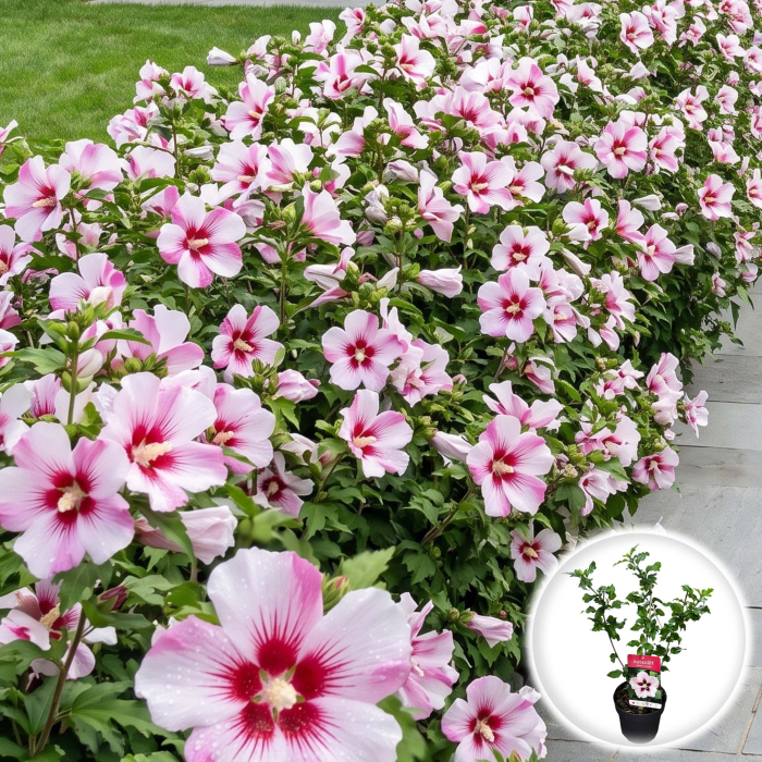 hibiscus-syriacus-hamabo-arbust-flori-roz-pepiniera-sibiu [2]
