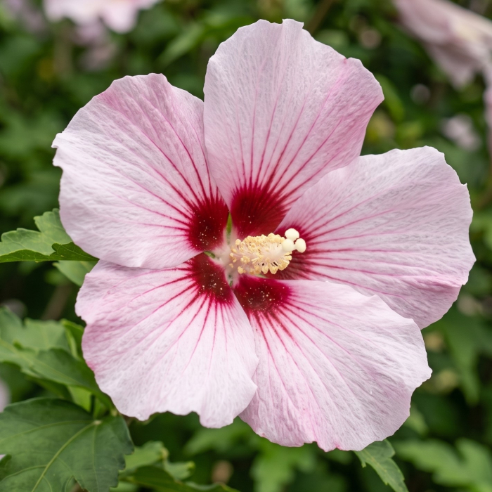 hibiscus-syriacus-hamabo-arbust-flori-roz-pepiniera-sibiu [4]