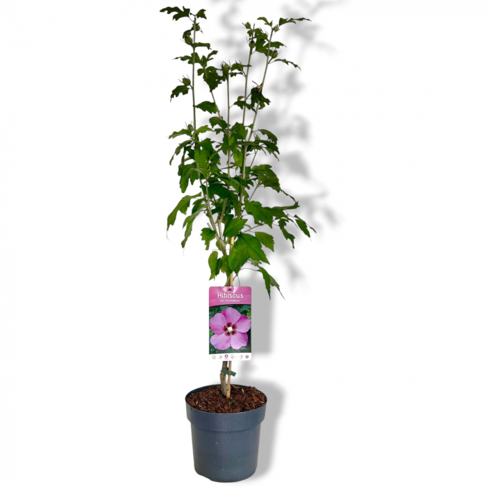 Hibiscus WoodBridge - Pomisor (110cm) [2]
