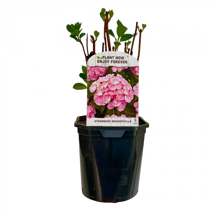 Hortensia M. Roz - 2L [3]
