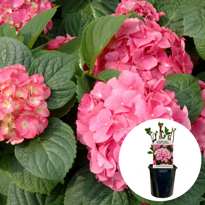 Hortensia M. Roz - 2L [2]