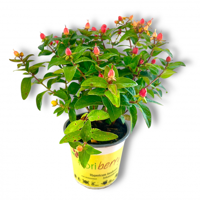 Hypericum Inodorum - 25cm+ [2]