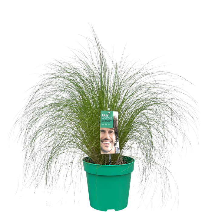 Stipa - Coada de Ponei 40cm+ [2]