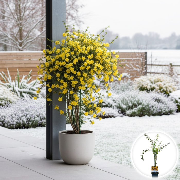 Iasomie Galbena - Jasminum nudiflorum 40cm+ [1]