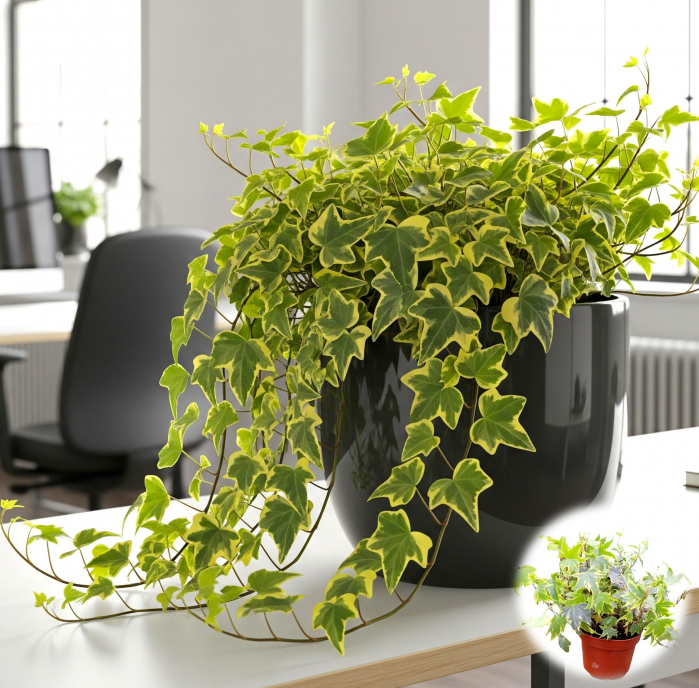Iedera - Galben/Verde 20-30cm (2L) [1]