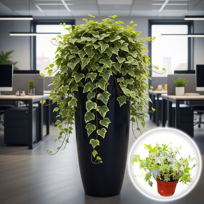 Iedera - Galben/Verde 20-30cm (2L) [2]