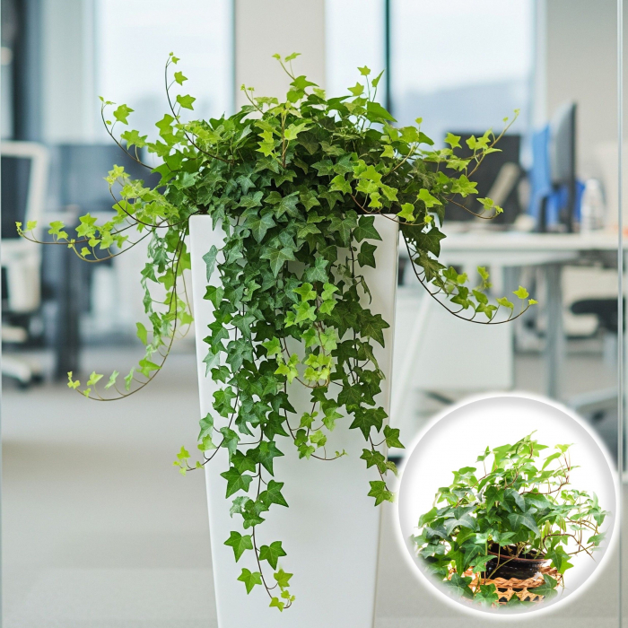 Iedera - Verde 20-30cm (2L) [1]