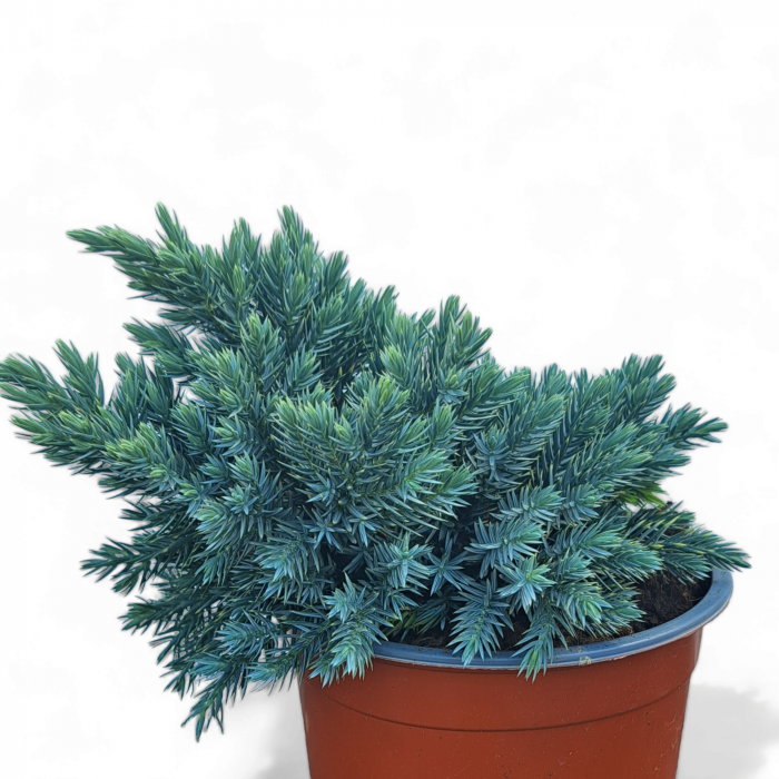 IENUPAR Blue Star 20cm+ (2L) [2]
