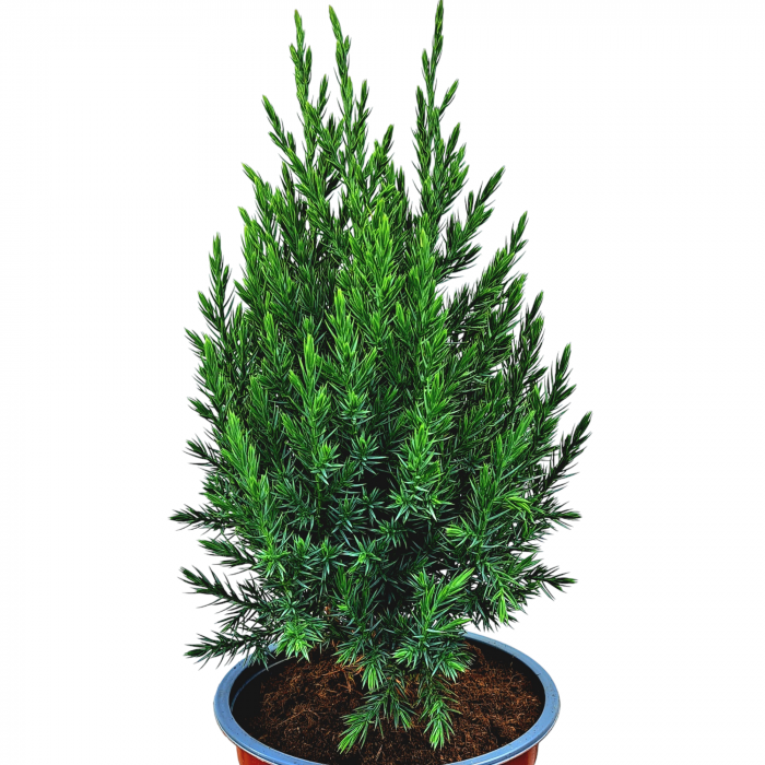 Ienupar Chinezesc Stricta 30cm (2L) [3]