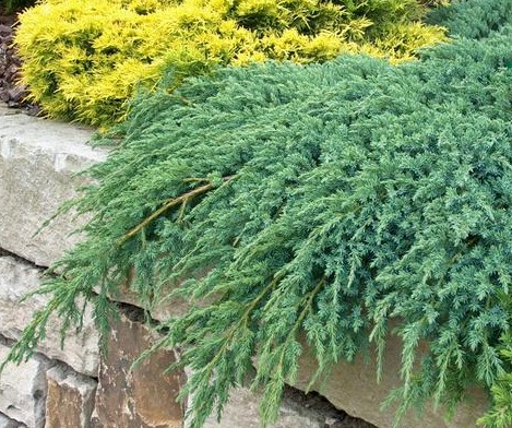 Ienupar Blue Carpet 20cm (2L) [4]