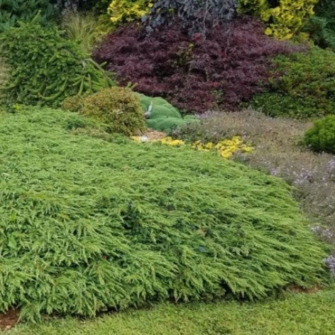 Ienupar Communis Green Carpet - XL [4]