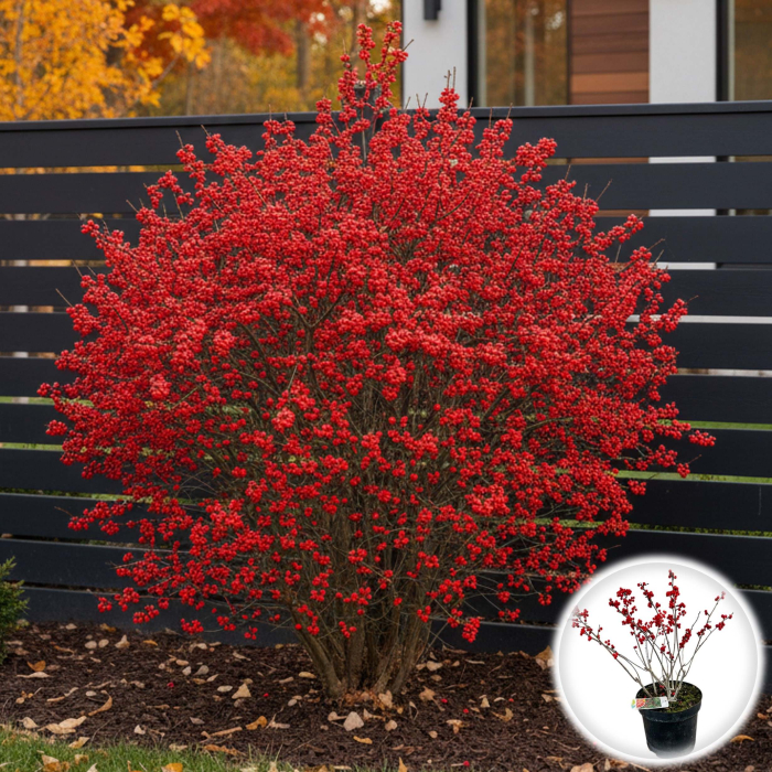 Ilex verticillata XL - Rosu - 50cm [1]