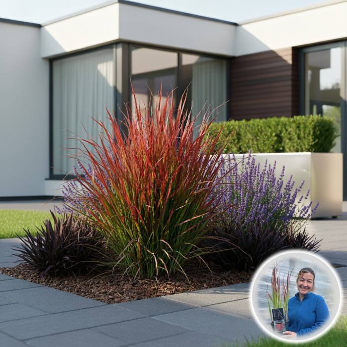 Imperata c. Red Baron 40cm [1]