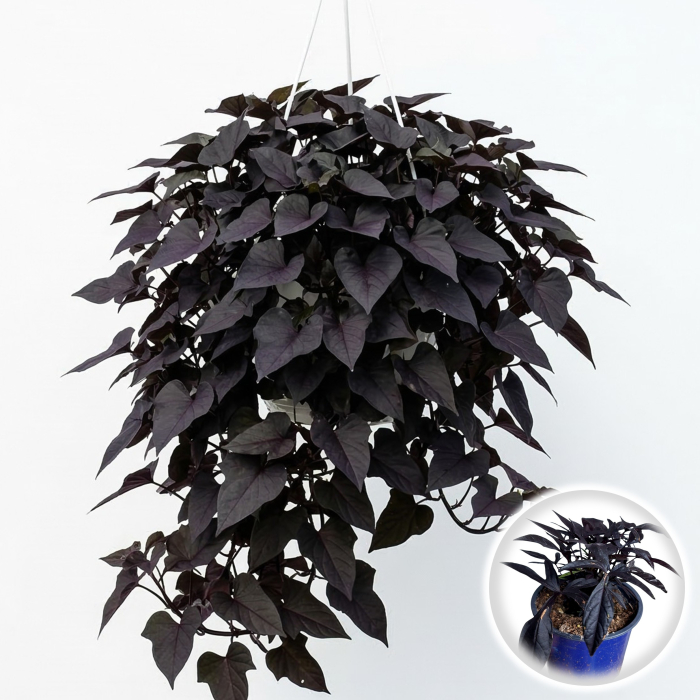 Ipomoea batatas Black cartof ornamental ghiveci Pepiniera Sibiu [2]