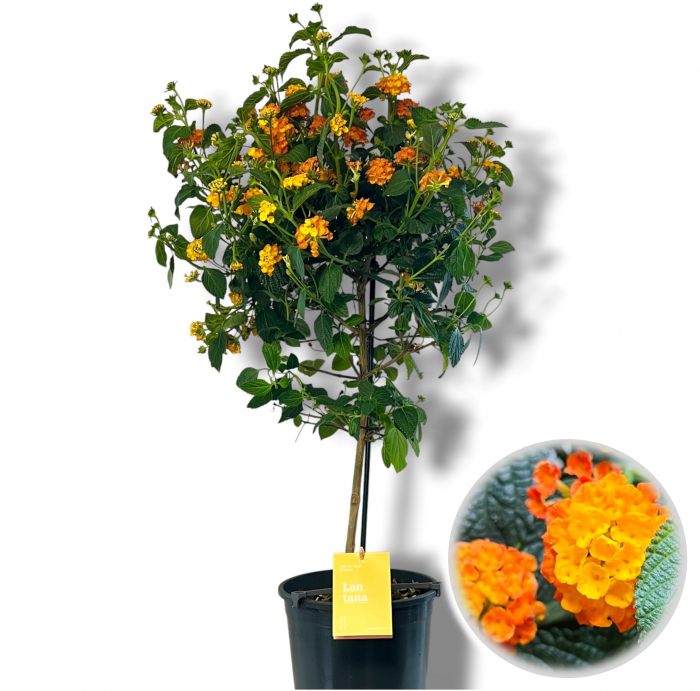 Lantana Portocalie - Picior (80cm) [2]