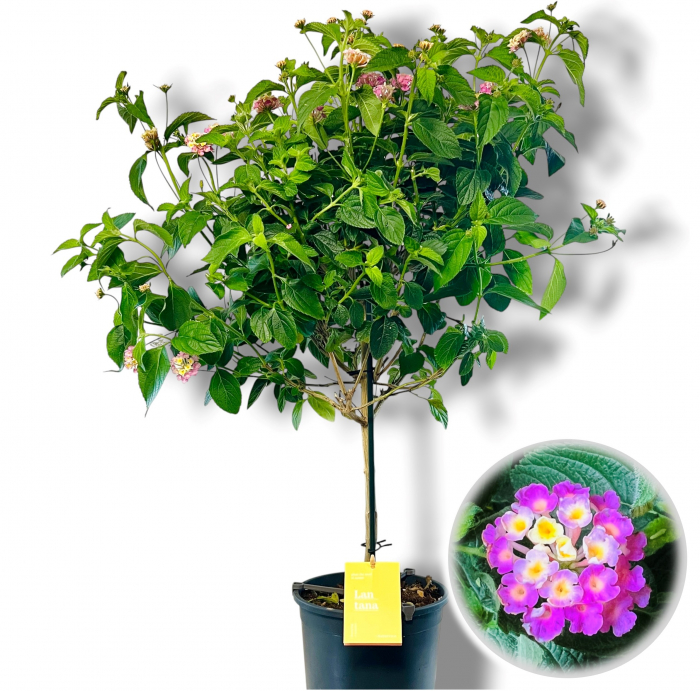 Lantana Roz - Picior (80cm) [2]