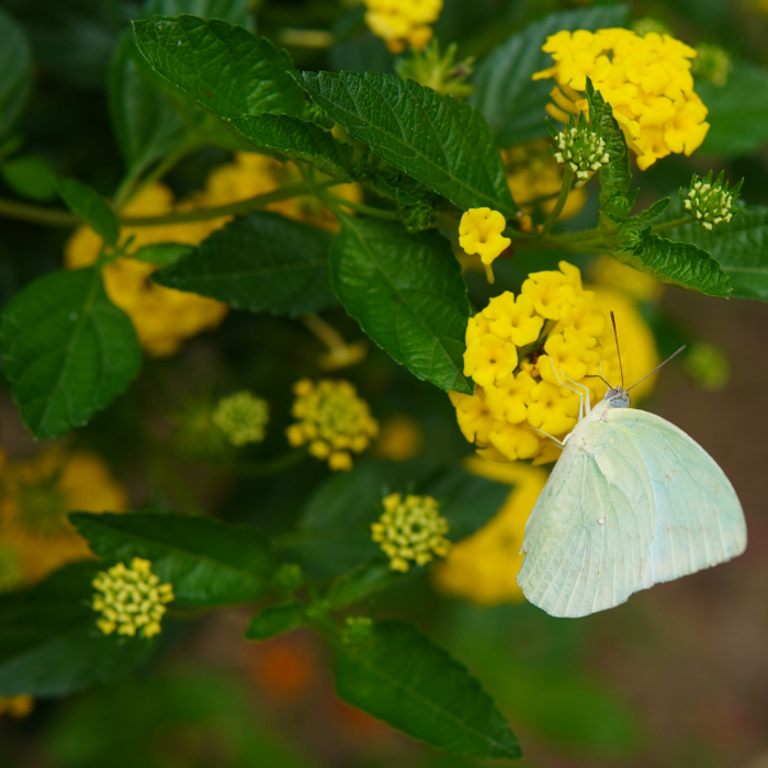 Lantana - Galbena (XL) [2]