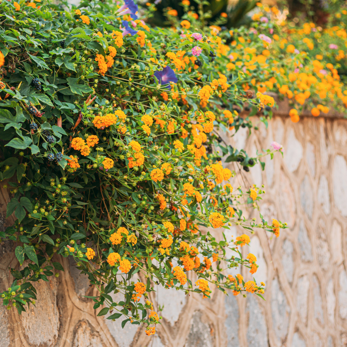 Lantana - Galbena (XL) [3]