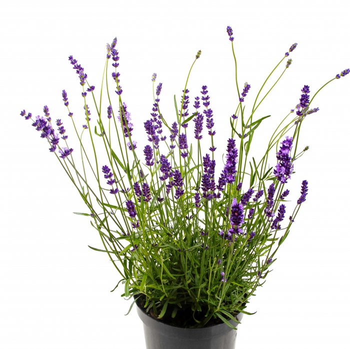Lavanda Augustifolia (2L) [4]