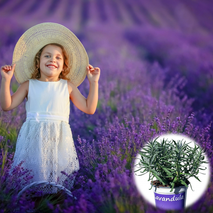 Lavanda Augustifolia (2L) [3]