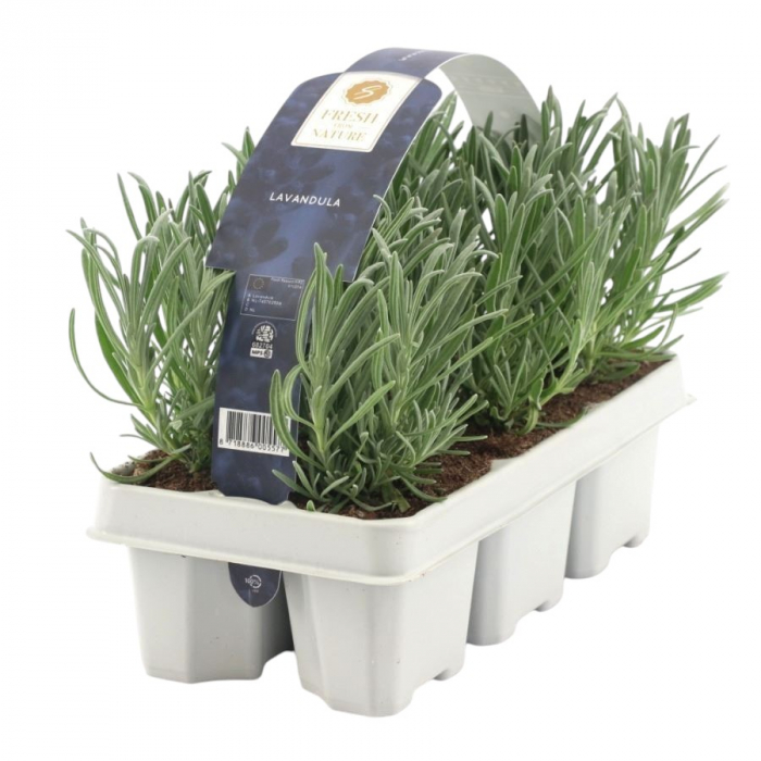 Pachet 6 butasi inradacinati lavanda alba Lavandula angustifolia Pepiniera Sibiu [2]