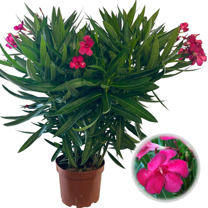Leandru - Magenta-Roz inchis - 65cm [1]