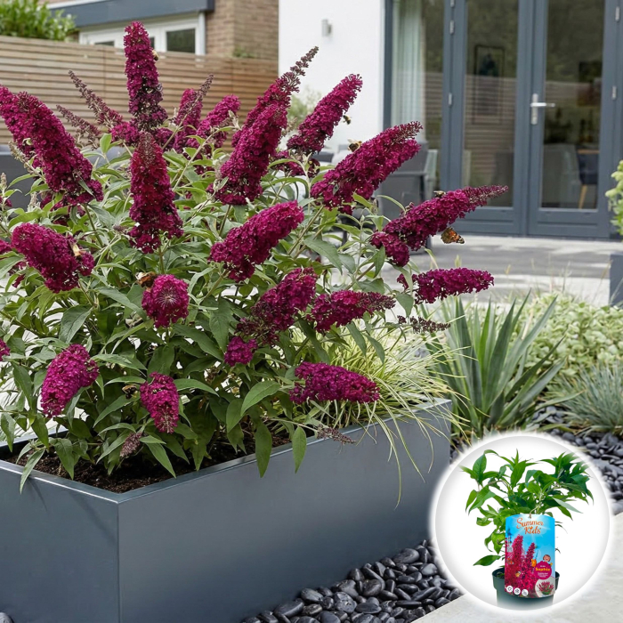 buddleja-davidii-summer-kids-rosu-liliac-vara-pepiniera-sibiu [2]