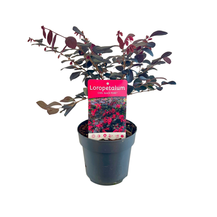 Loropetalum 'Black Pearl' - 40cm [2]