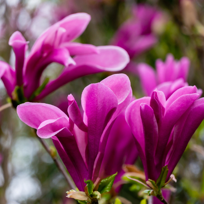 Magnolia Susan 50cm+ (5L) [3]