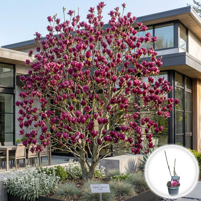 magnolia-liliiflora-nigra-arbust-flori-purpurii-pepiniera-sibiu [2]