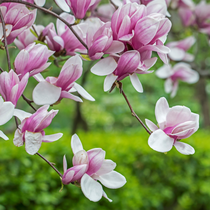 Magnolia Soulangeana - 75cm [1]